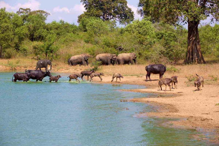 Udawalawe National Park 3