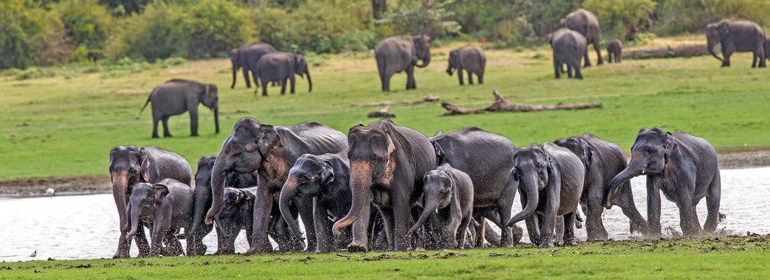 Udawalawe National Park 4