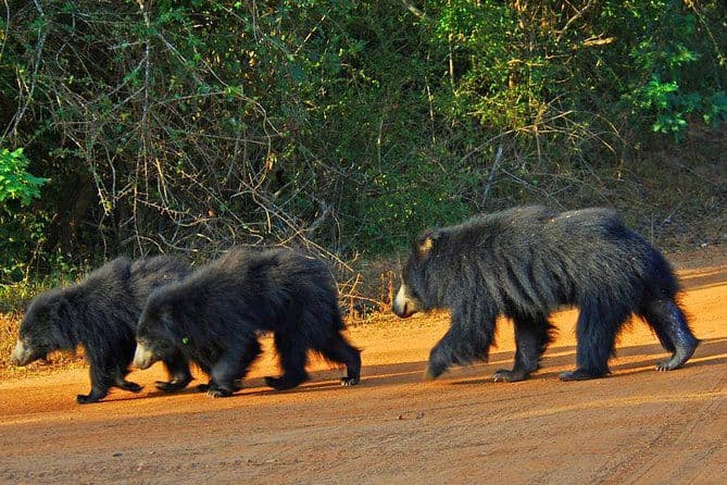 Yala National Park 1