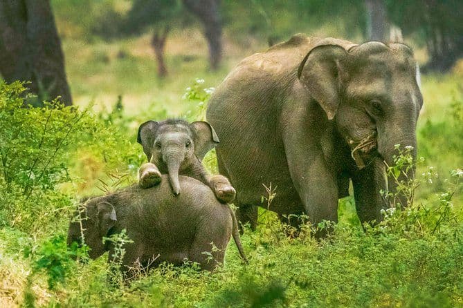 Yala National Park 2